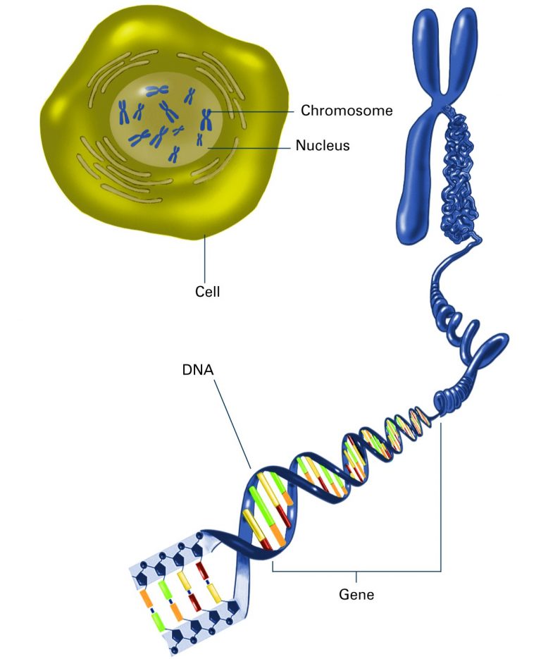 Sickle Cell Disease – Know Your Genotype